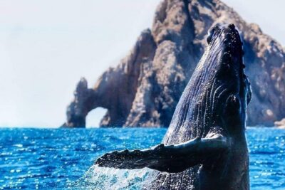 Whale Watching Tour in Los Cabos - 9:00 to 11:00: why the morning schedule works for whale watching