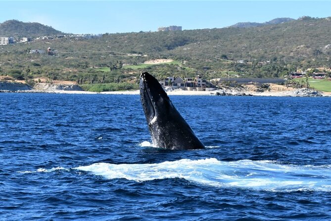 Whale Watching Tour in Los Cabos - El Arco photos then straight into whale country