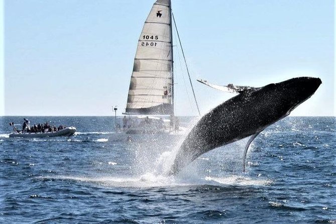 Whale Watching Tour in Los Cabos - Scanning the bay and Pacific edge: what “respectful viewing” should look like