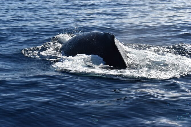 Whale Watching Tour in Los Cabos - The best part for many people: snacks, coffee, and drinks on deck
