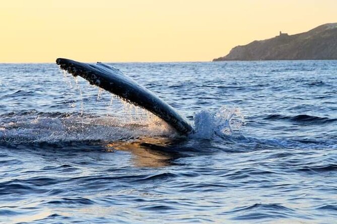 Whale Watching Tour in Los Cabos - Crew help you’ll actually feel: finding whales and taking photos