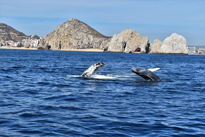 Whale Watching Tour in Los Cabos - Comfort on the water: shade, room to move, and sea-sickness reality