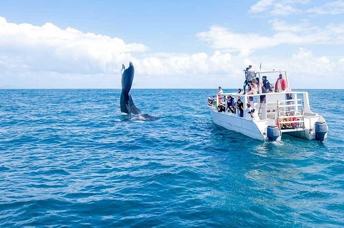Whale Watching Tour in Samana - The boat, timing, and how to plan your day