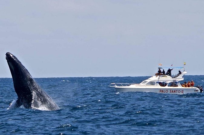 Whale Watching Tour in Samana - Who this tour suits best (and who should think twice)