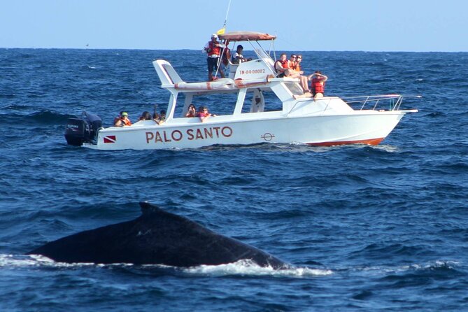 Whale Watching Tour in Samana - Santuario de Ballenas Jorobadas: humpbacks, songs, and dramatic behavior