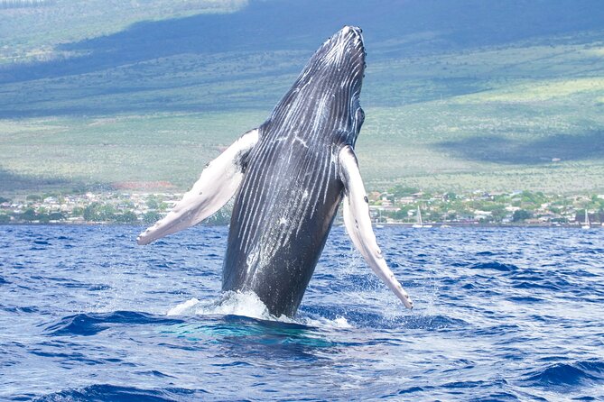 Whale Watching Tour on a Charming Hawaiian Catamaran From Maalaea - Key highlights worth planning around