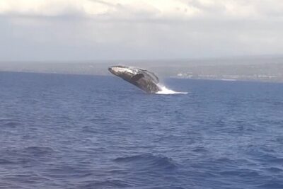 Whale Watching Tour on a Charming Hawaiian Catamaran From Maalaea - The 2.5-Hour Ride from Maalaea: What Happens First