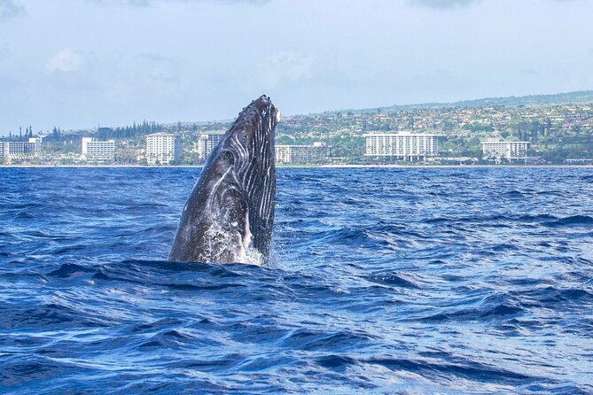 Whale Watching Tour on a Charming Hawaiian Catamaran From Maalaea - The Soundtrack: Underwater Hydrophones for Whale Songs