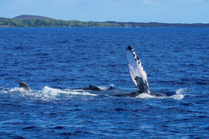 Whale Watching Tour on a Charming Hawaiian Catamaran From Maalaea - Where to Sit on Winona: Deck Nets, Calmer Upper Spots, and Sea Spray