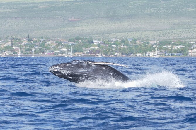 Whale Watching Tour on a Charming Hawaiian Catamaran From Maalaea - Weather and Wind: Your Best Strategy for a Good Whale Day