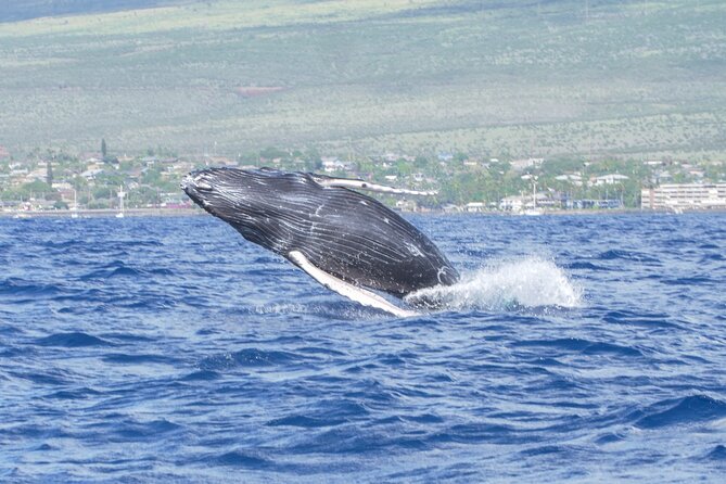 Whale Watching Tour on a Charming Hawaiian Catamaran From Maalaea - Price and Value: Is $85 for 2.5 Hours a Good Deal?