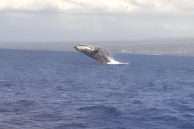 Whale Watching Tour on a Charming Hawaiian Catamaran From Maalaea - The 2.5-Hour Ride from Maalaea: What Happens First