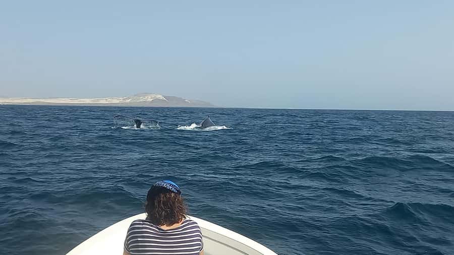 Whale watching tour SEASONAL - Whale watching in Boa Vista: when humpbacks are actually here