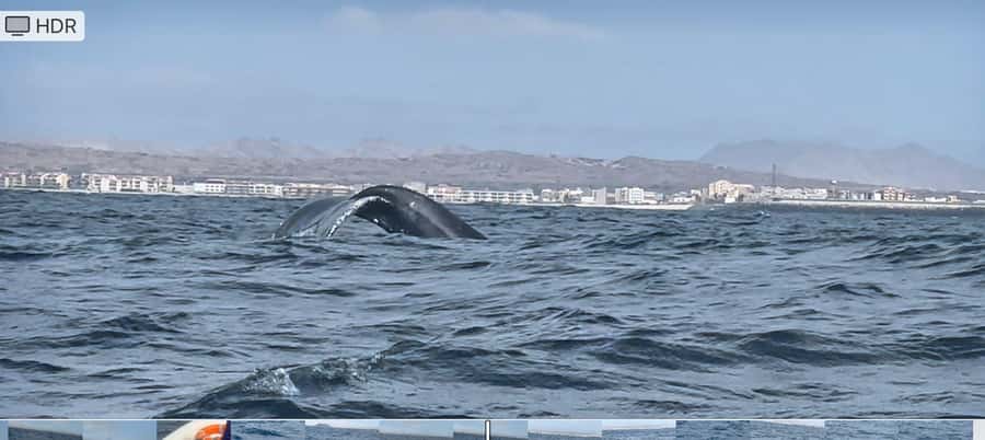 Whale watching tour SEASONAL - Eco-friendly whale watching that follows real rules