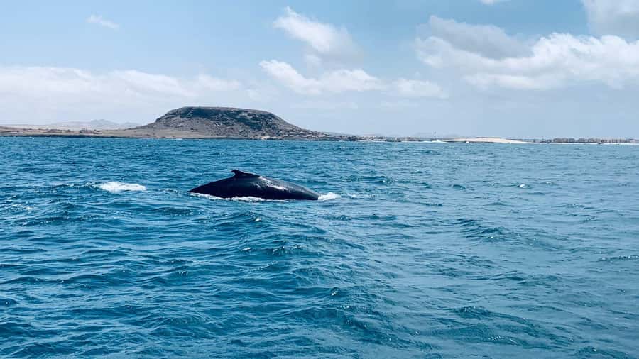 Whale watching tour SEASONAL - Getting to the water: pickup choices and what they mean for your time