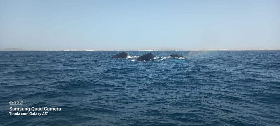 Whale watching tour SEASONAL - Booking value: what you pay and what you actually get