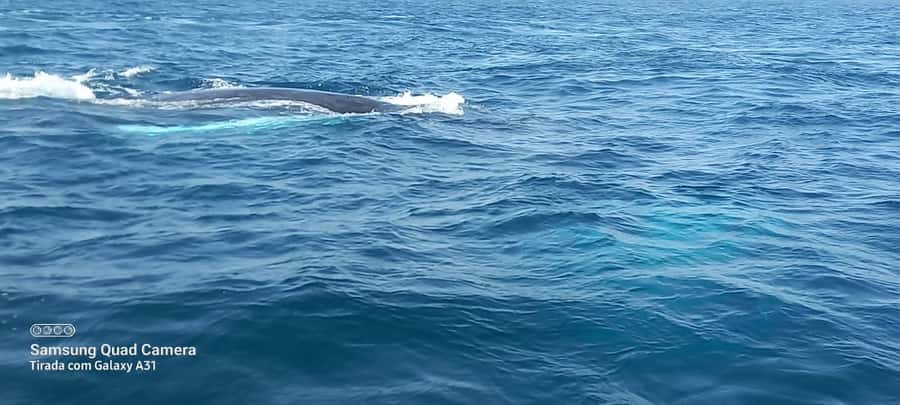 Whale watching tour SEASONAL - Who this whale watching tour suits best