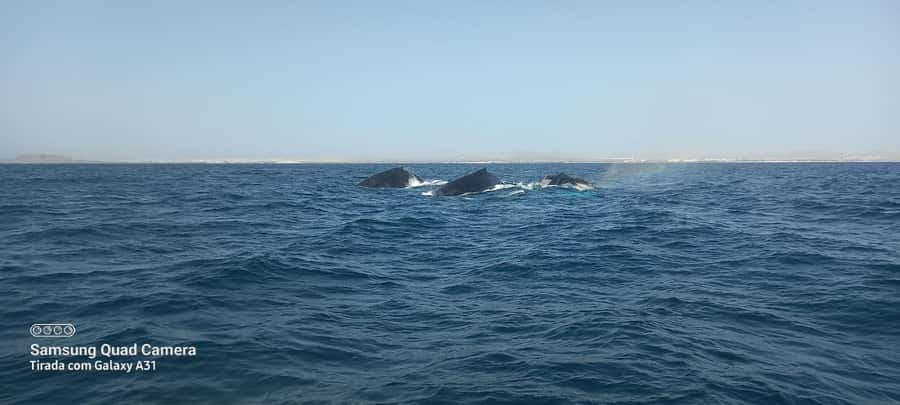 Whale watching tour SEASONAL - The Riamar setup: small group, marine biologist, and a focused boat day