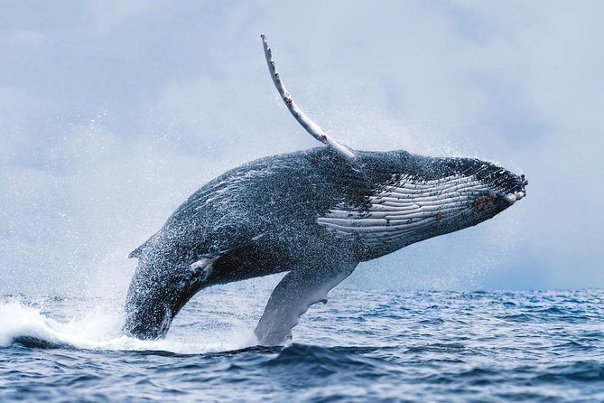 Whale Watching Tour with Professional Guide from Reykjavik - Faxaflói Bay’s whale menu: what you’re actually looking for