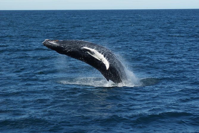 Whale Watching Tour with Professional Guide from Reykjavik - Pro guides, real local searching, and respectful distance