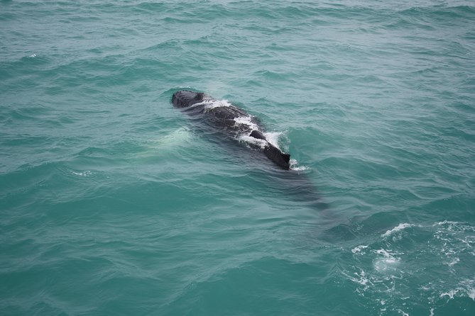 Whale Watching Tour with Professional Guide from Reykjavik - Weather and the real whale-watching odds