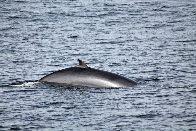 Whale Watching Tour with Professional Guide from Reykjavik - What’s included, and why it changes the value at $97