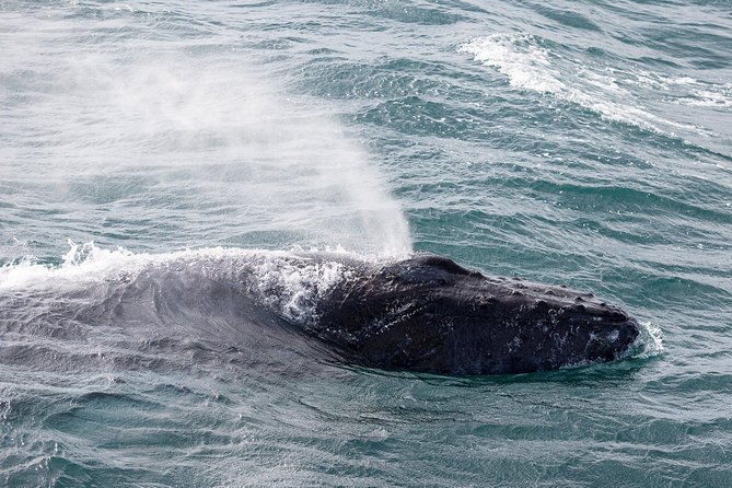 Whale Watching Tour with Professional Guide from Reykjavik - Who this trip fits best (and who might want a different plan)