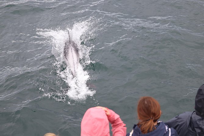 Whale Watching Tour with Professional Guide from Reykjavik - Two seating areas and why they matter in Reykjavik wind