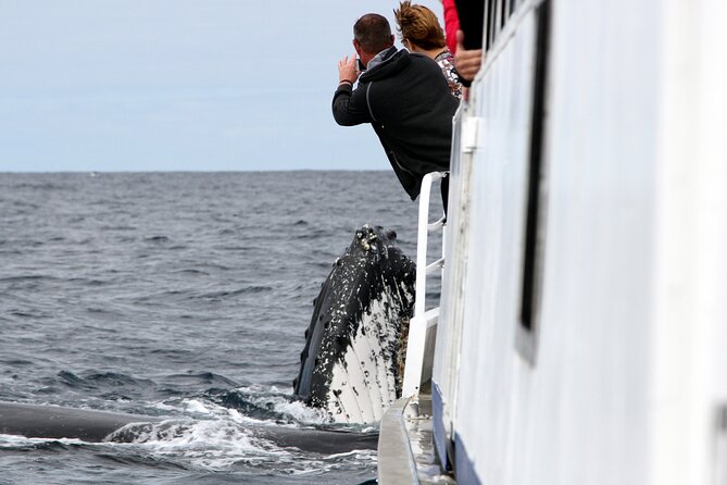 Whale Watching Tour with Spirit of Gold Coast - Spirit of Gold Coast Whale Watching: value you can feel in 2.5 hours