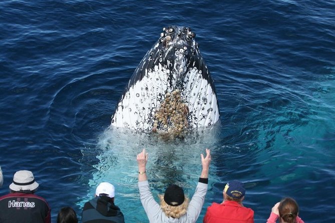 Whale Watching Tour with Spirit of Gold Coast - Where the tour starts in Southport and what boarding is like