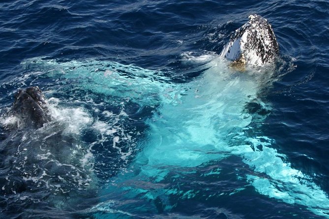 Whale Watching Tour with Spirit of Gold Coast - What happens during your 2 hours 50 minutes on the water