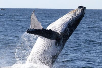 Whale Watching Tour with Spirit of Gold Coast - The 24m catamaran setup: why two decks matters for humpback sightings