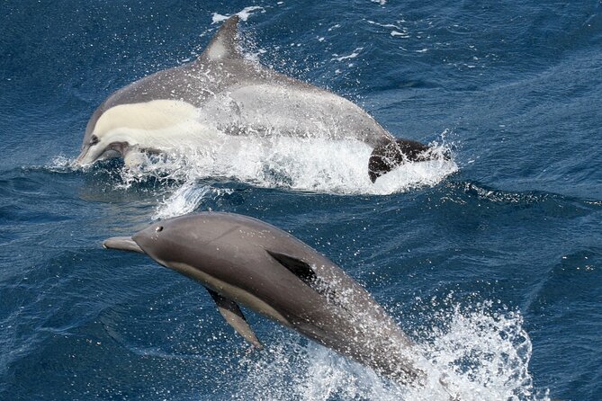 Whale Watching Tour with Spirit of Gold Coast - Comfort reality check: seasickness, cold, and wind