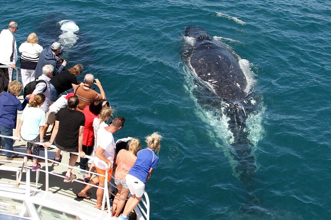 Whale Watching Tour with Spirit of Gold Coast - Photo booklet souvenir and the photo moment to plan for