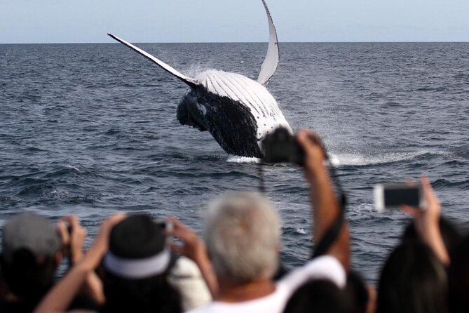 Whale Watching Tour with Spirit of Gold Coast - A quick look at the operation and service feel