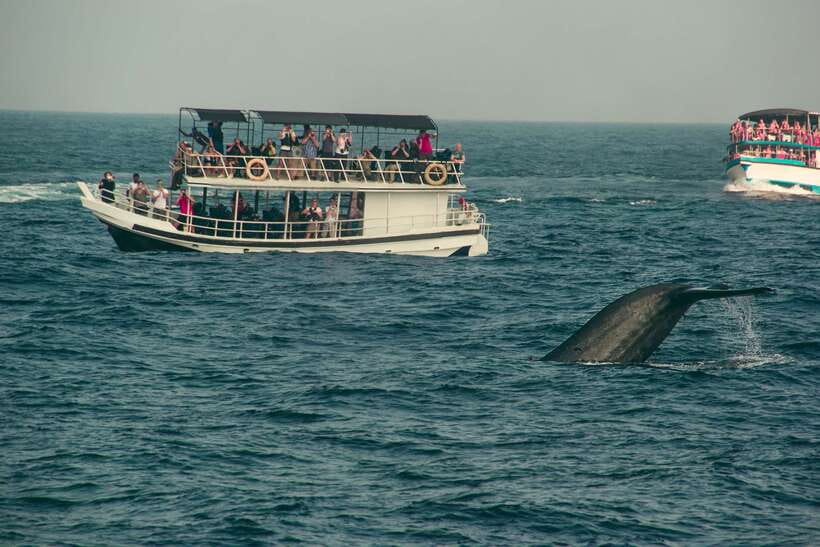 Whale Watching Tour with Transfers - Key Things I’d Plan Around