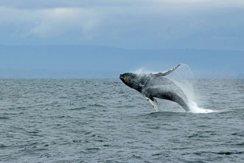 Whale Watching Tour with Transfers - On the Water: Which Whales and Dolphins You May Spot