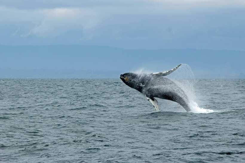 Whale Watching Tour with Transfers - Timing and Comfort: A 10-Hour Day That Still Feels Manageable