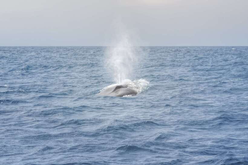 Whale Watching Tour with Transfers - Price and Value: Is $175 Worth It?