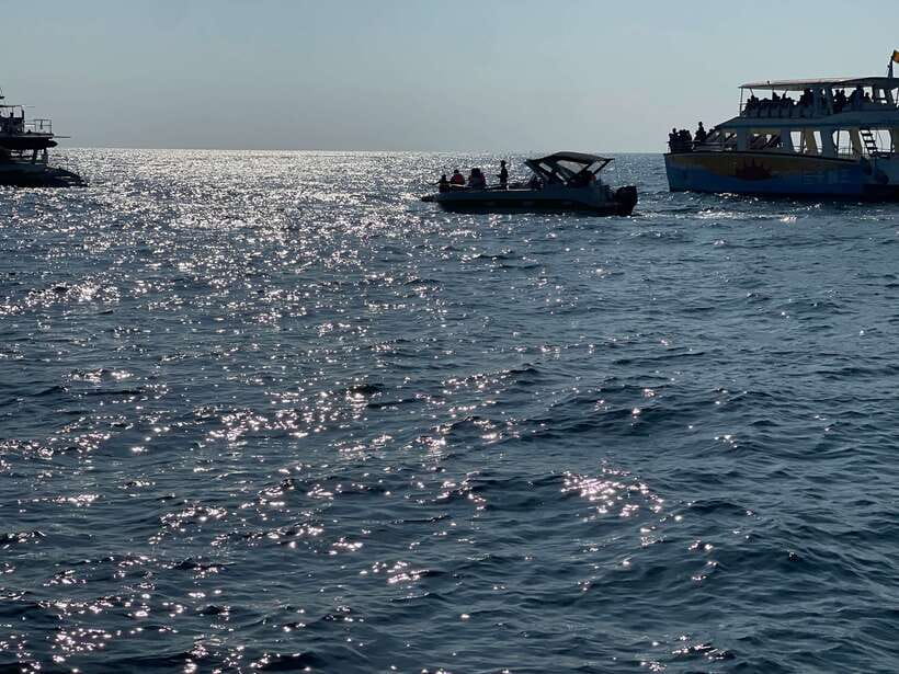Whale Watching Tour with Transfers - Who Should Book This Whale Watch (and Who Might Not)
