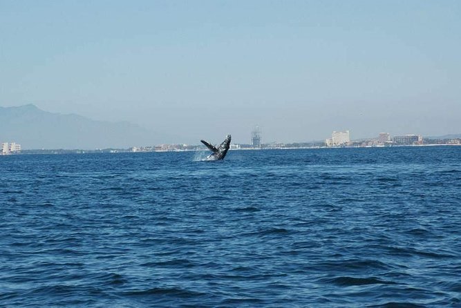 Whale Watching Tour - What You’re Searching For: Blue Whales, Humpbacks, Dolphins, and More