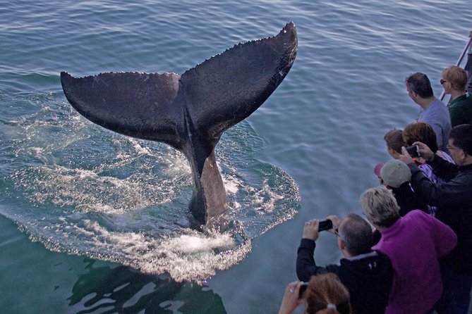 Whale Watching Trips to Stellwagen Bank Marine Sanctuary. Guaranteed sightings! - Key things that make this whale watch different