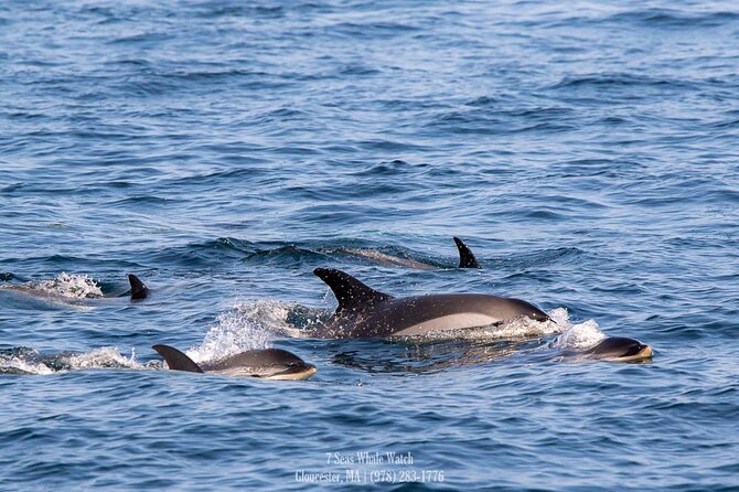 Whale Watching Trips to Stellwagen Bank Marine Sanctuary. Guaranteed sightings! - Stellwagen Bank Marine Sanctuary: why Gloucester whales show up