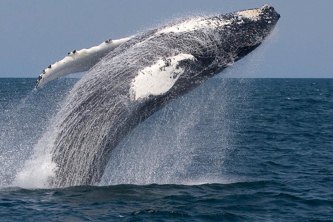 Whale Watching Trips to Stellwagen Bank Marine Sanctuary. Guaranteed sightings! - How the crew boosts your chances of whale sightings