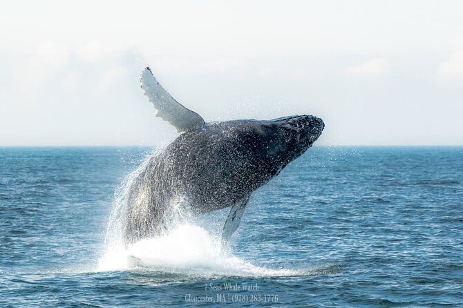 Whale Watching Trips to Stellwagen Bank Marine Sanctuary. Guaranteed sightings! - Price and value: what $45 really covers