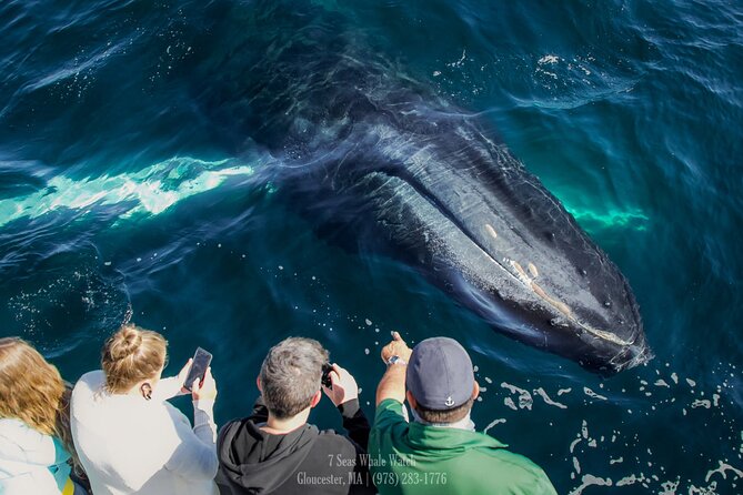 Whale Watching Trips to Stellwagen Bank Marine Sanctuary. Guaranteed sightings! - Meeting at 63 Rogers St: getting on board without rushing