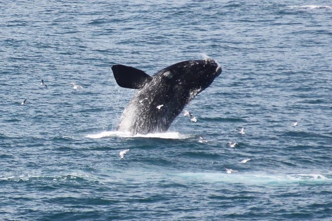 Whale Watching Walking Tours (Land-Based) - from JUNE 2025 - Key Things I’d Pay Attention To
