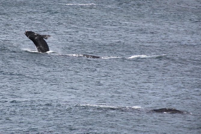 Whale Watching Walking Tours (Land-Based) - from JUNE 2025 - The Whale House Museum Start: Your 20-Minute Whale Field Guide