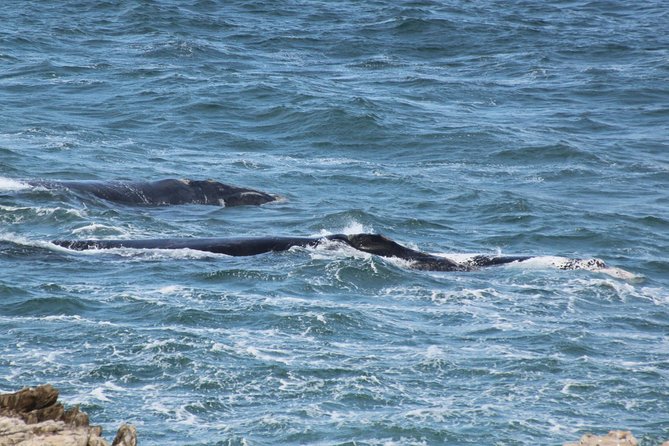 Whale Watching Walking Tours (Land-Based) - from JUNE 2025 - What You’re Actually Learning While You Scan