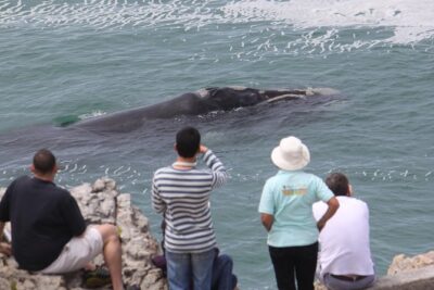 Whale Watching Walking Tours (Land-Based) - from JUNE 2025 - 5–7 Coastal Stops by Vehicle, Then Walking Between Viewpoints